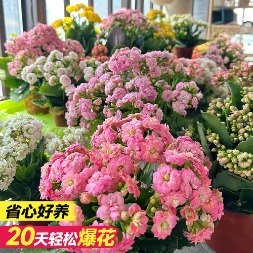 长寿花盆栽重瓣柠檬大花花苗带花苞室内高级绿植花卉植物带花发货 - 图2