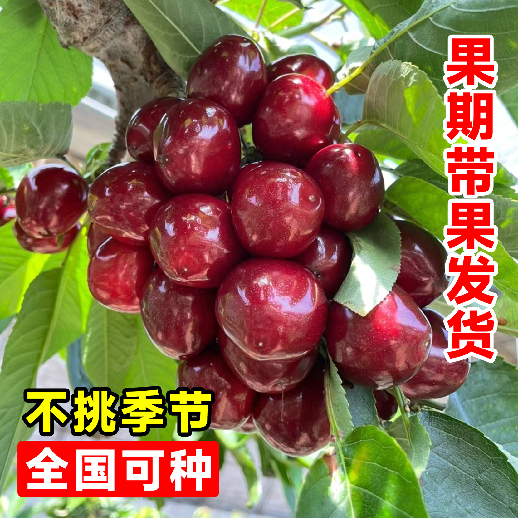车厘子树苗正宗樱桃树苗矮化特大嫁接果树庭院名贵南北方种植盆栽,淘宝优惠券,粉丝福利购,淘宝优惠卷