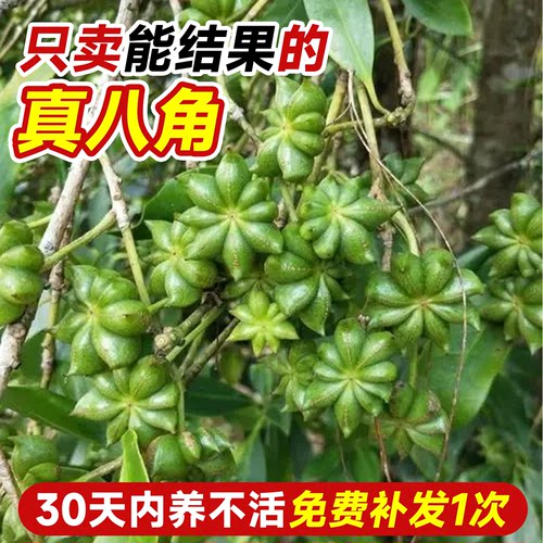 八角树树苗盆栽广西大红罗马嫁接大苗食用大料南方北方种植茴香树 - 图2