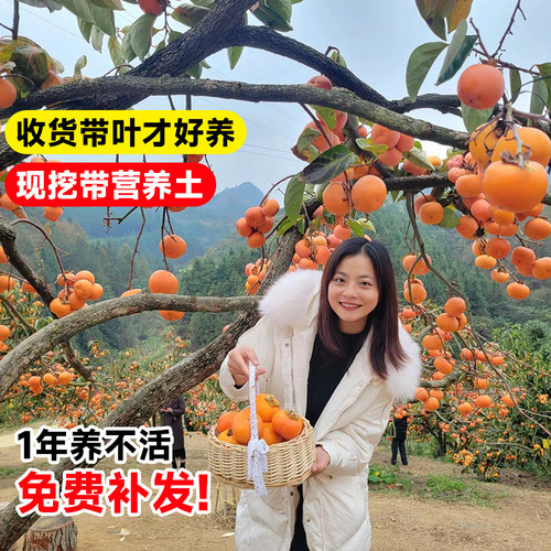 正宗太秋甜柿树苗脆柿子树果苗庭院水果树庭院南北方种植嫁接耐寒 - 图1