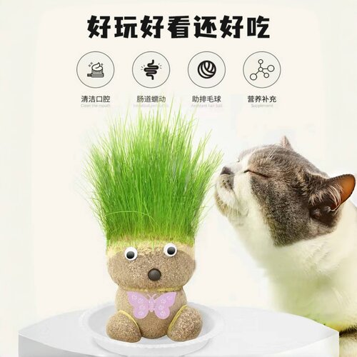 草头娃娃开花可爱长草猫草绿植物小盆栽小草娃娃室内儿童创意水培 - 图3