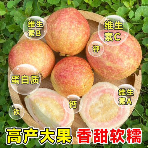 胭脂红番石榴树果苗广东本地红宝石芭乐树苗红心南北方种四季大全 - 图2
