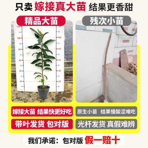大五星枇杷苗树无核琵琶果树苗嫁接苗盆栽南方水果树果苗大果种植 - 图0