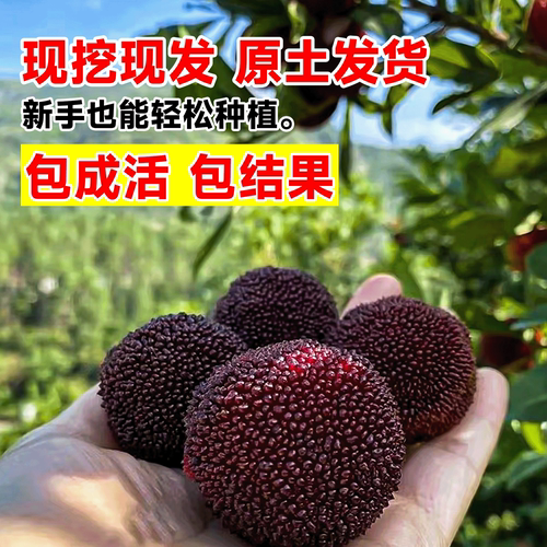 仙居东魁杨梅树树苗南方嫁接水果树果苗正宗早熟特大东槐当年结果 - 图1