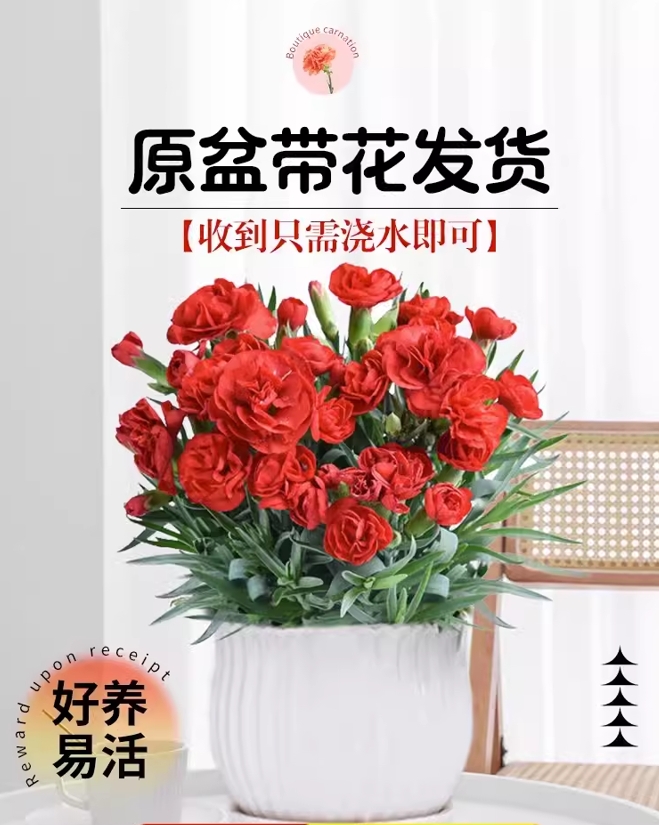 【临雅旗舰店直播专拍】康乃馨盆栽带花苞花卉植物好养活耐寒花苗 - 图0