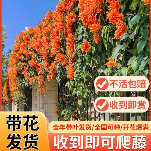 炮仗花爬藤植物四季开花卉盆栽阳台庭院凌霄花苗老桩大苗藤蔓爬墙 - 图1