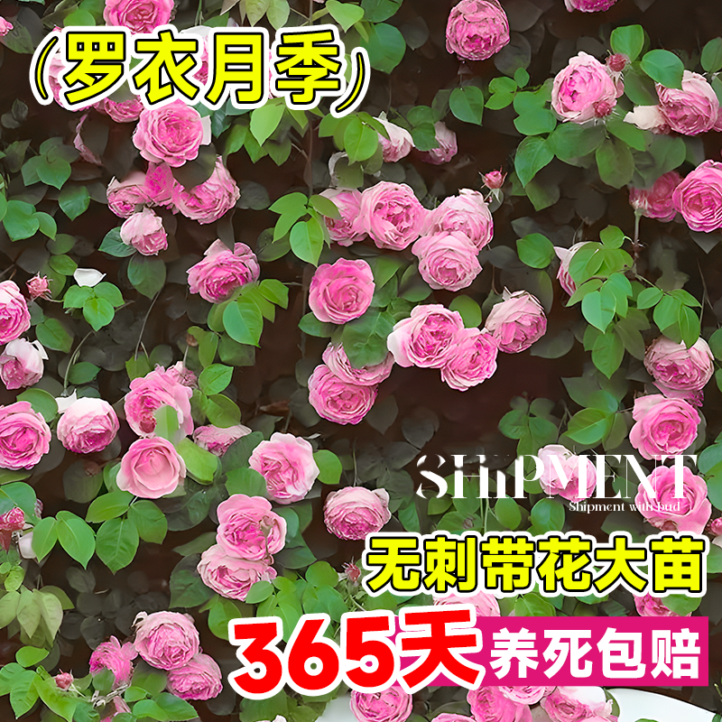 罗衣月季墙微花树苗爬藤花卉庭院四季开藤本蔷薇罗伊依玫瑰花盆栽,淘宝优惠券,粉丝福利购,淘宝优惠卷