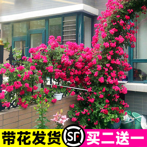 红木香四季开花苗爬藤植物甜蜜黄木香花庭院阳台无刺蔷薇盆栽花卉 - 图0