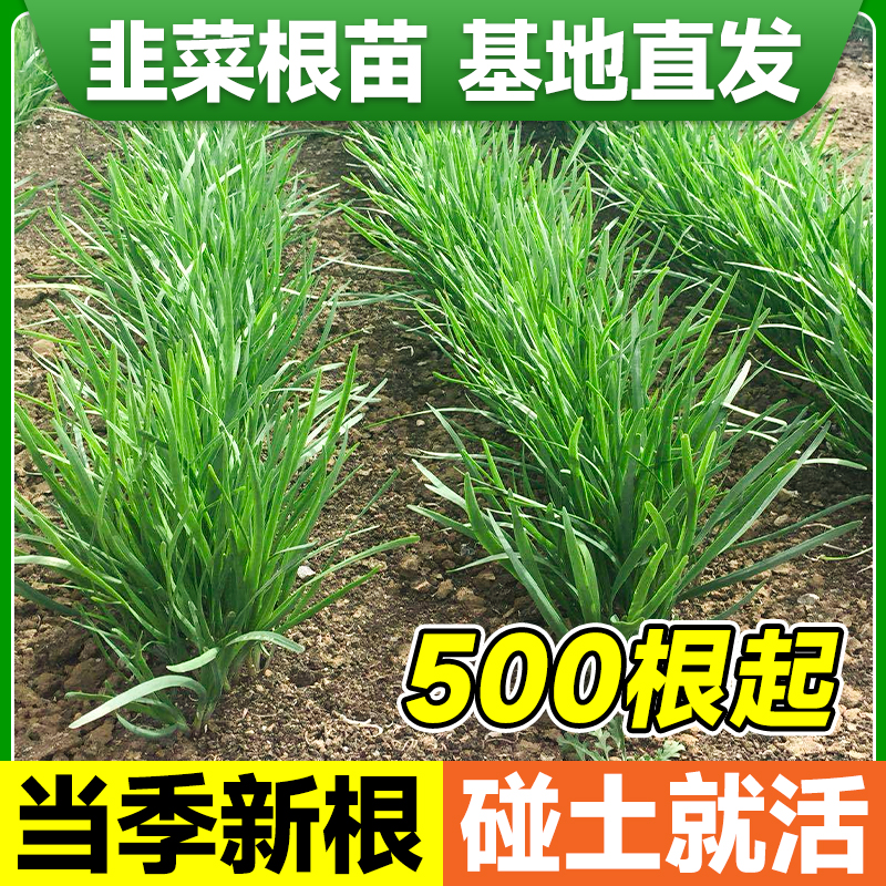 韭菜根苗批发头茬紫根红根小叶宽叶四季本地韭菜根地栽盆栽独根苗 - 图1