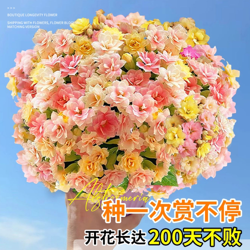 长寿花盆栽四季好养开花重瓣变色龙大花带花苞花苗室内花卉绿植物 - 图2