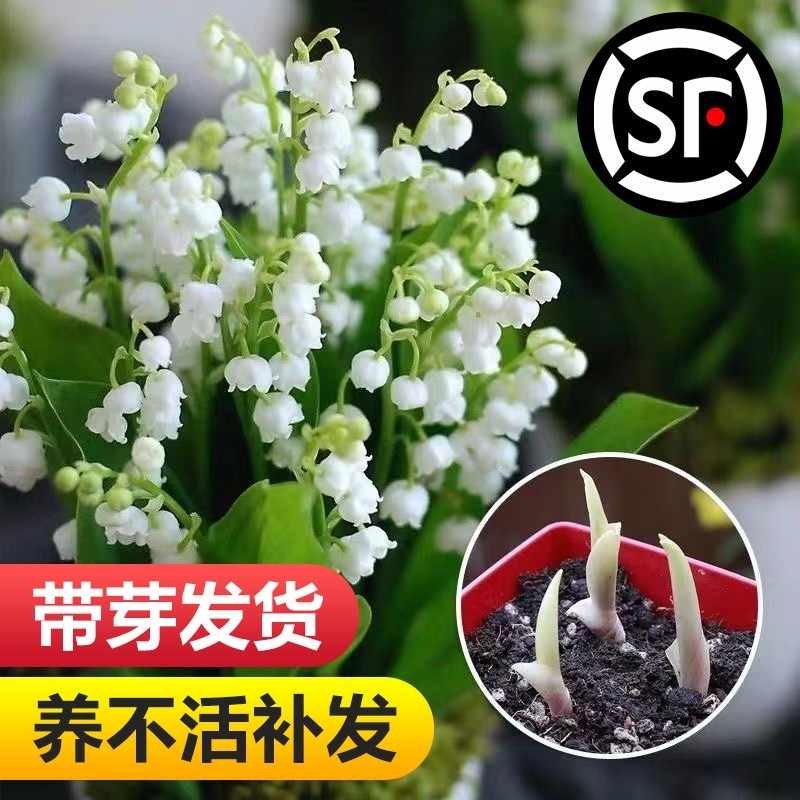 本鈴 新人首單立減十元 22年8月 淘寶海外