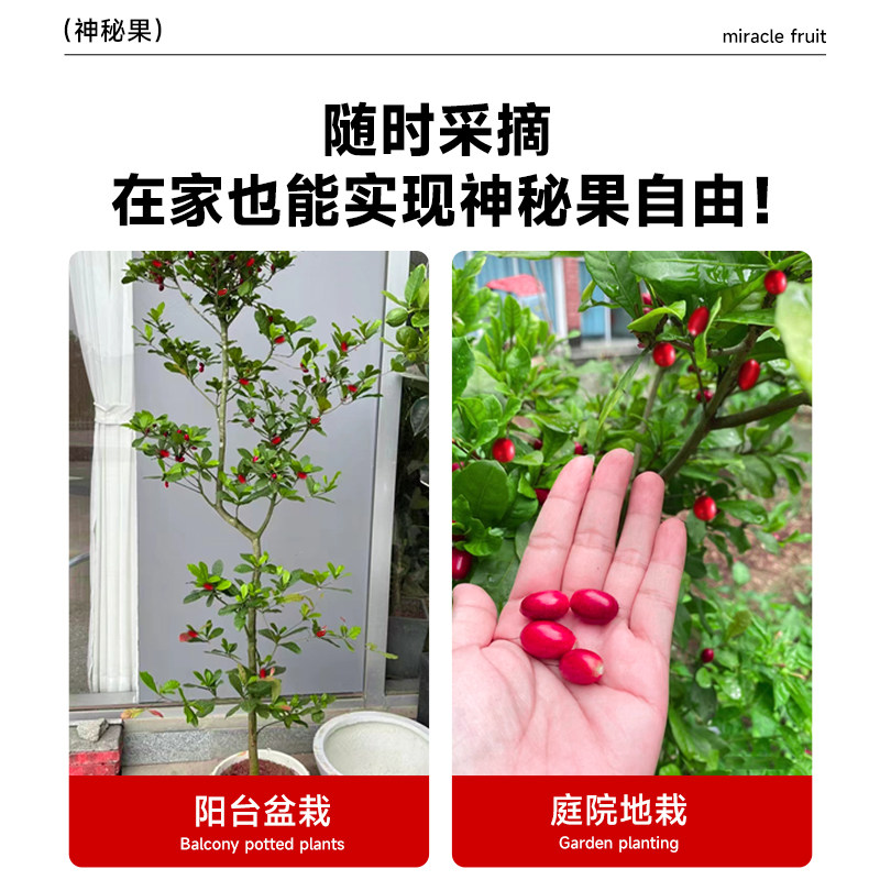 神秘果果树果苗盆栽云南神秘果鲜果干变味果四季阳台庭院盆栽地栽,淘宝优惠券,粉丝福利购,淘宝优惠卷