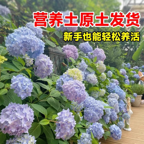 绣球花苗盆栽无尽夏带花鲜花卉庭院植物室内外耐寒耐冻耐晒四季开 - 图2