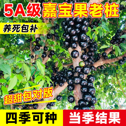 嘉宝果苗树盆栽树葡萄沙巴艾斯卡果树果苗庭院名贵南北方种植盆栽 - 图0