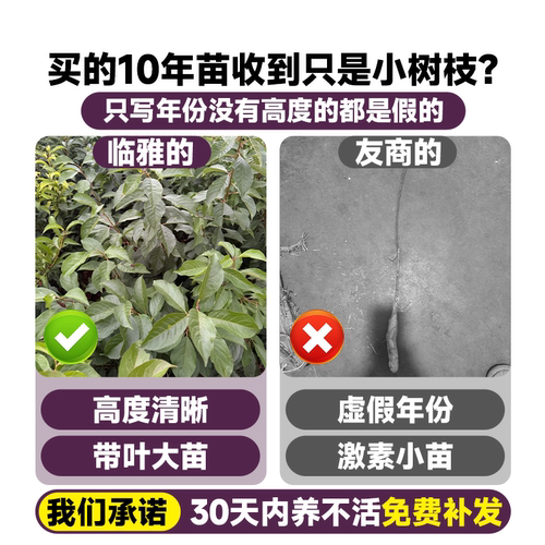 黑布林李子树苗果树果苗阳台庭院南方北方种植蜂糖李子新品种三华 - 图0