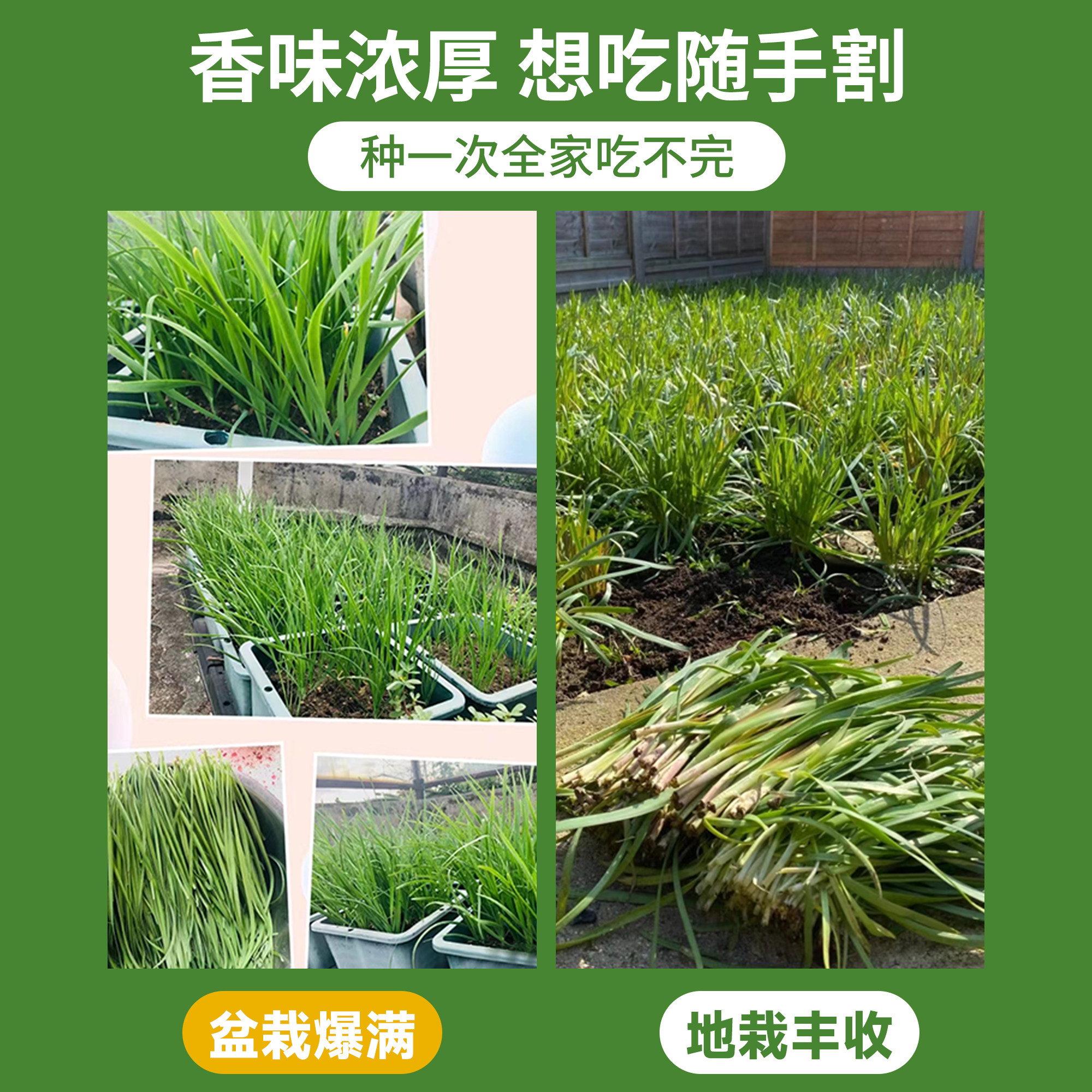 韭菜种子种籽红根老品种紫根宽叶大小叶四季本地种孑阳台蔬菜盆栽,淘宝优惠券,粉丝福利购,淘宝优惠卷