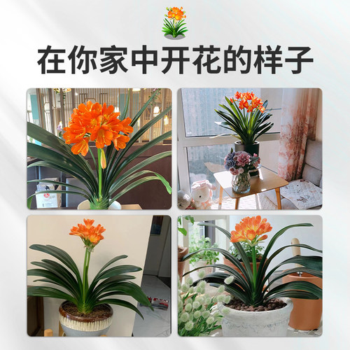 君子兰盆栽带花苞花卉植物室内国宝特级巨无霸大苗名贵四季好养活 - 图3