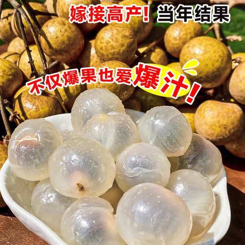 龙眼树果苗嫁接盆栽水果树大苗储良桂圆石硖南方四季种植当年结果 - 图3