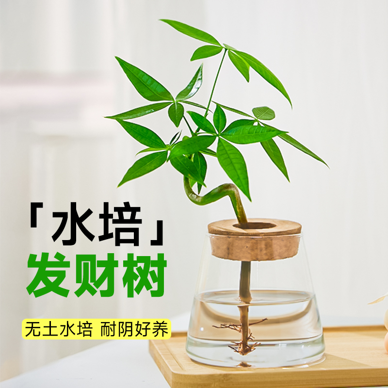 水培发财树水养绿植花卉室内植物花办公室桌面四季好养小盆栽摆件