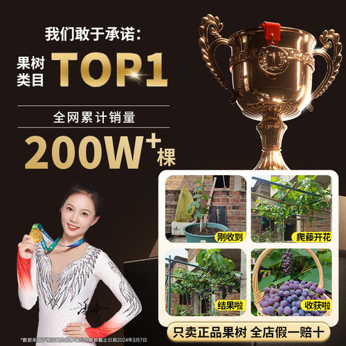 巨峰葡萄树果苗阳光玫瑰果树果苗盆栽南北方耐寒四季种植嫁接爬藤 - 图3