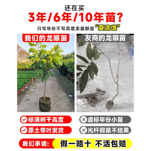 龙眼树果苗嫁接盆栽水果树大苗储良桂圆石硖南方四季种植当年结果 - 图0