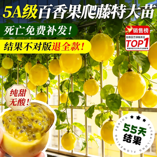百香果树果苗当年结果特大号嫁接苗南方种植北方耐寒四季不断结果 - 图1