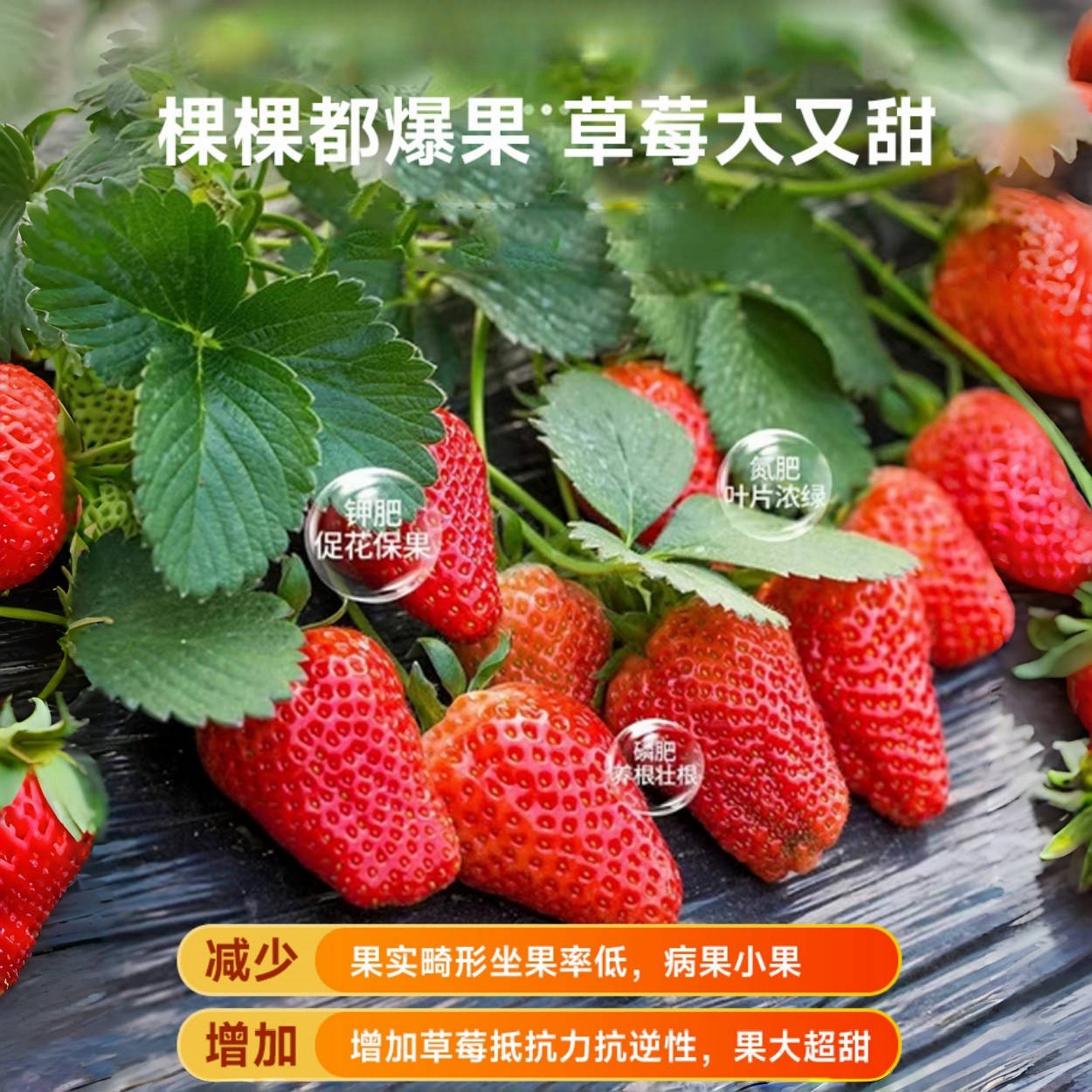 草莓专用营养土盆栽种植土泥土蔬菜种菜育苗土壤阳台肥料批发通用,淘宝优惠券,粉丝福利购,淘宝优惠卷