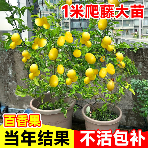 【1米特大苗】钦蜜9号黄金百香果树果苗嫁接盆栽南方四季不断结果 - 图0