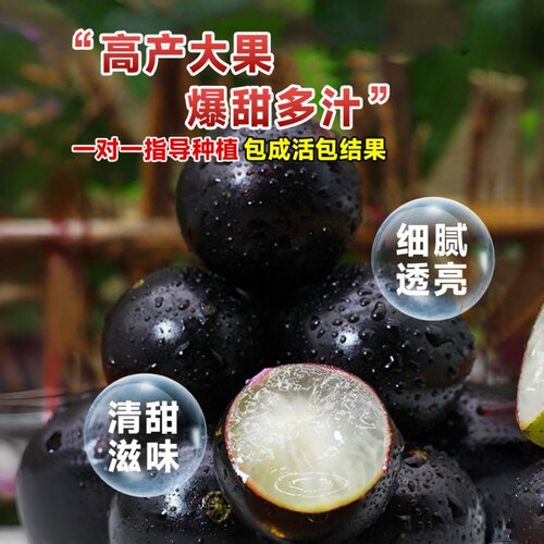 四季嘉宝果树果苗沙巴艾斯卡树葡萄苗果树庭院名贵南北方种植盆栽 - 图3