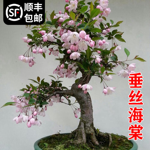 垂丝海棠花盆栽鲜花四季树苗盆景老桩花卉植物室内花绿植真花室外 - 图3
