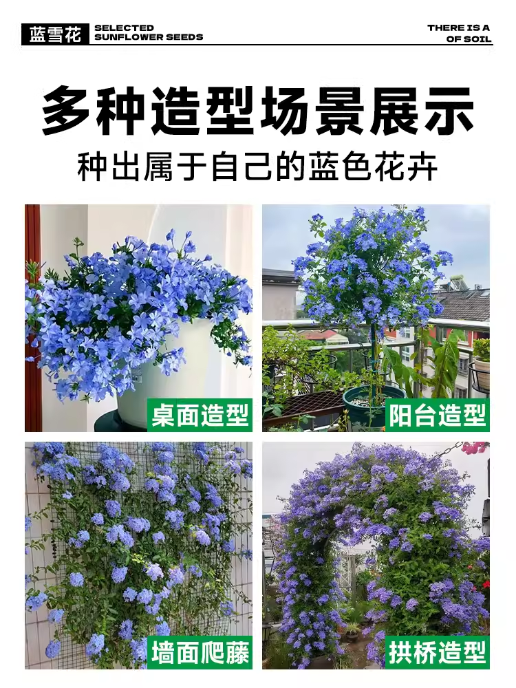 【临雅旗舰店直播专拍】蓝雪花盆栽中苗大苗带花四季开花好养花卉 - 图1