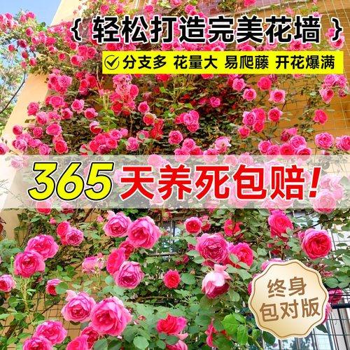 大游行藤本月季墙微花树苗爬藤花卉四季开蔷薇玫瑰花盆栽浓香老桩 - 图0