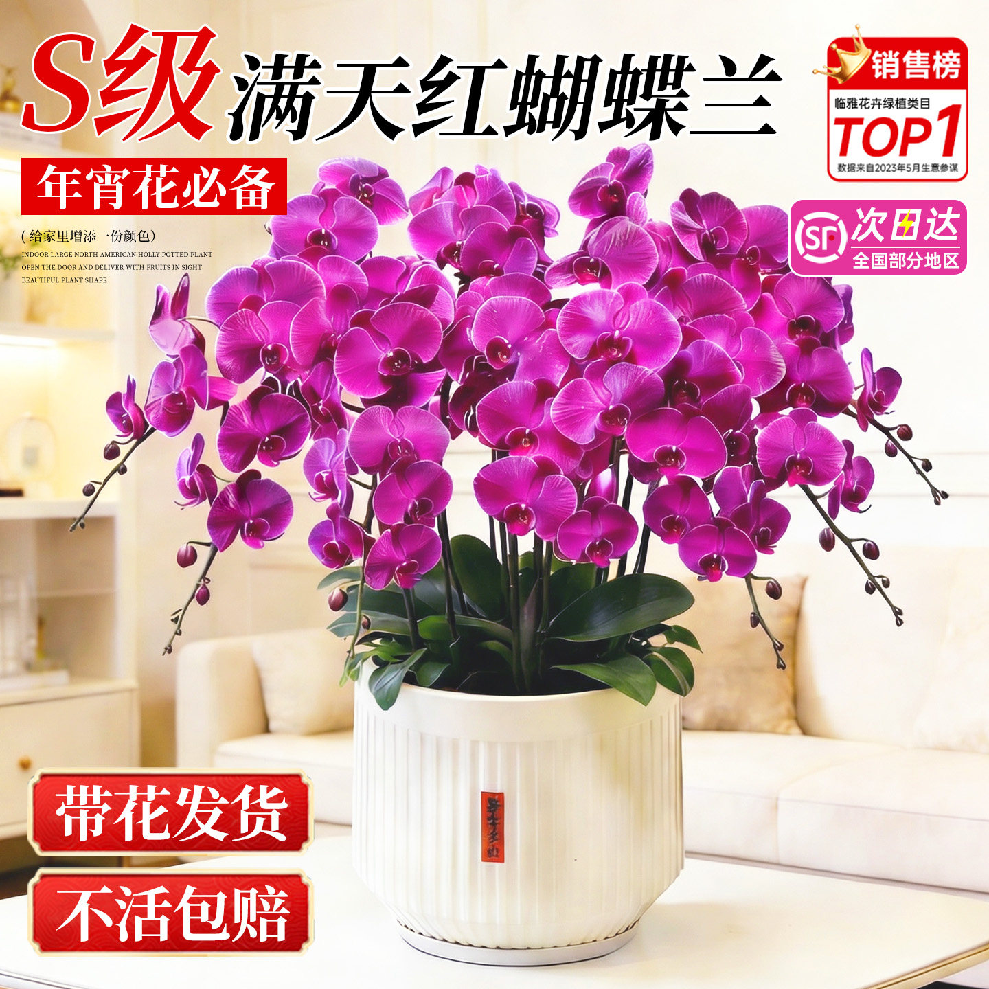 蝴蝶兰盆栽带花特大号花卉盆栽室内客厅易养活2026新款年宵花真花,淘宝优惠券,粉丝福利购,淘宝优惠卷