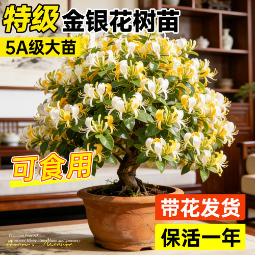 金银花老桩树苗盆栽四季阳台庭院开花可食用浓香花卉盆栽室内植物 - 图0