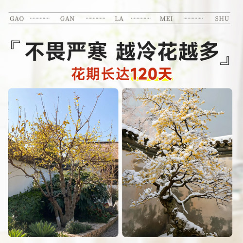 高杆腊梅花树苗庭院地栽盆老桩耐寒冬季开花卉植物浓香原丛生红梅 - 图3