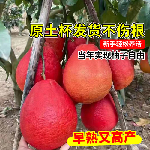 柚子树苗大苗泰国暹罗红柚蜜柚果树果苗大全南方北方种植当年结果 - 图2