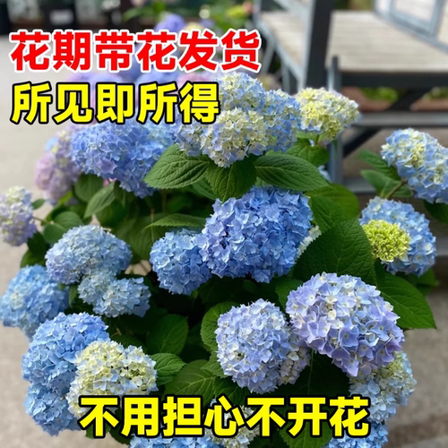 绣球花苗盆栽无尽夏圆锥带花大苗室内庭院耐晒老桩四季植物开花卉 - 图2