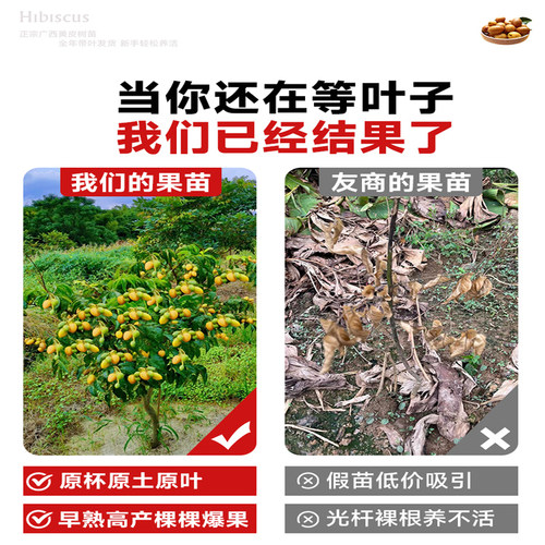 广西鸡心黄皮果树果苗纯甜正宗大苗带土带叶种植南方盆栽庭院地栽 - 图0