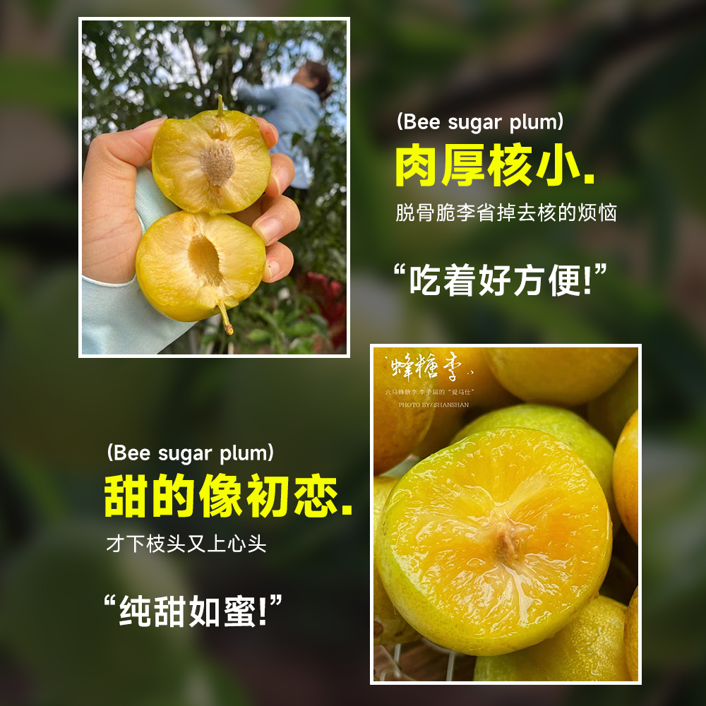 蜂糖李子树苗贵州六马三华新品种水果树果苗阳台盆栽南方北方种植,淘宝优惠券,粉丝福利购,淘宝优惠卷