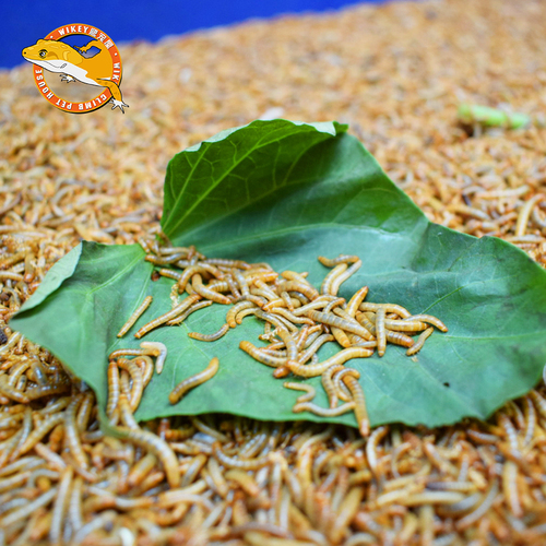 面包虫活体饲料黄粉虫鸟鱼龟蜥蜴金龙鱼鬃狮蝎子守宫食物幼体幼虫