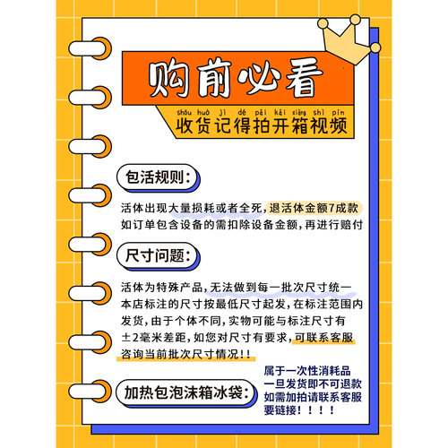 樱桃蟑螂活体饲料樱桃红蟑螂幼体活虫爬宠爬虫鸣虫食物守宫金龙鱼 - 图0