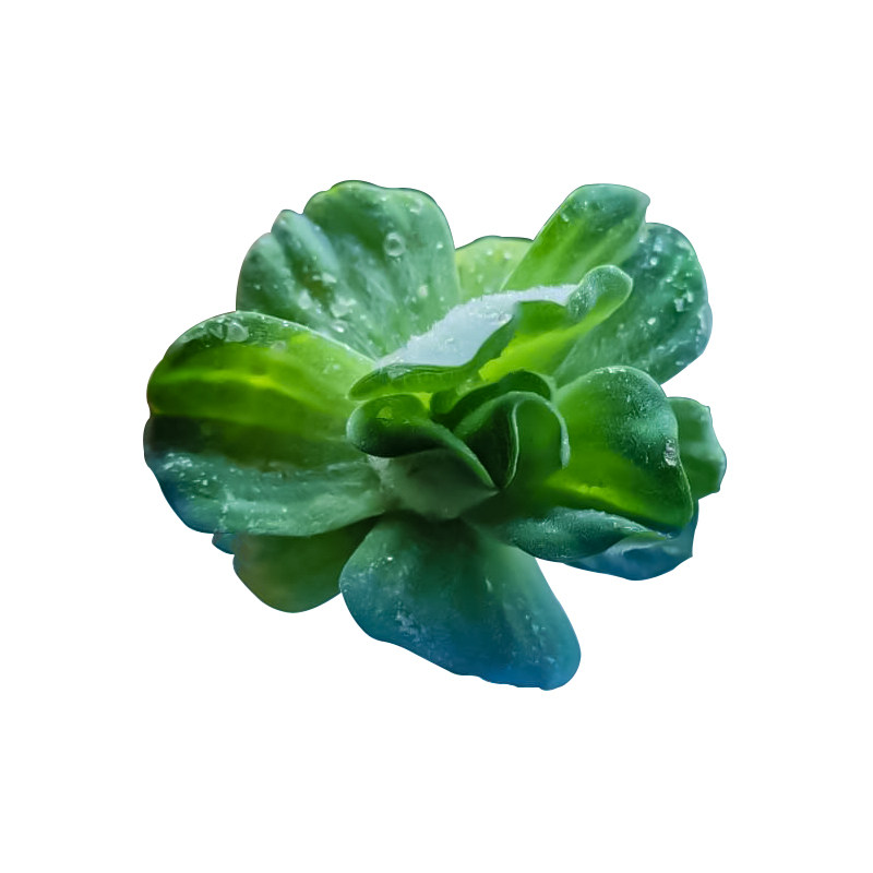 水芙蓉浮萍养龟养鱼养虾躲避水草池塘增氧气净化水质除油膜氨浮性 小精灵水草屋 淘优券