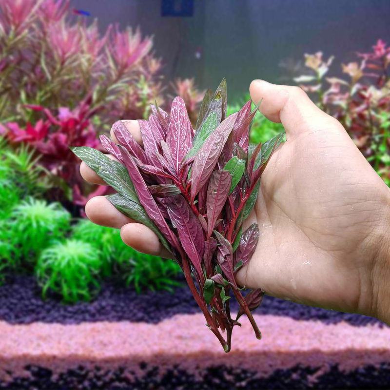 大红叶水草鱼缸造景中后景自家繁殖需要水草泥红色阳性有茎类植物 小精灵水草屋 淘优券