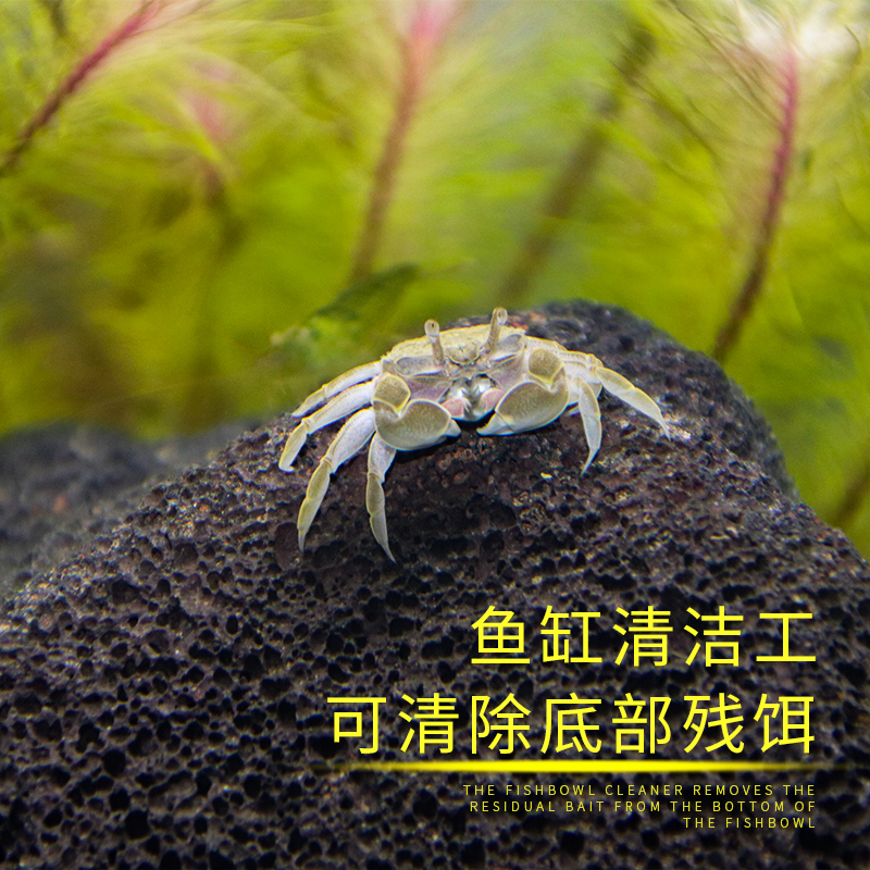 迷你蟹辣椒蟹宠物鱼缸观赏蟹淡水活体草缸可深水养殖小螃蟹除藻蟹 - 图1