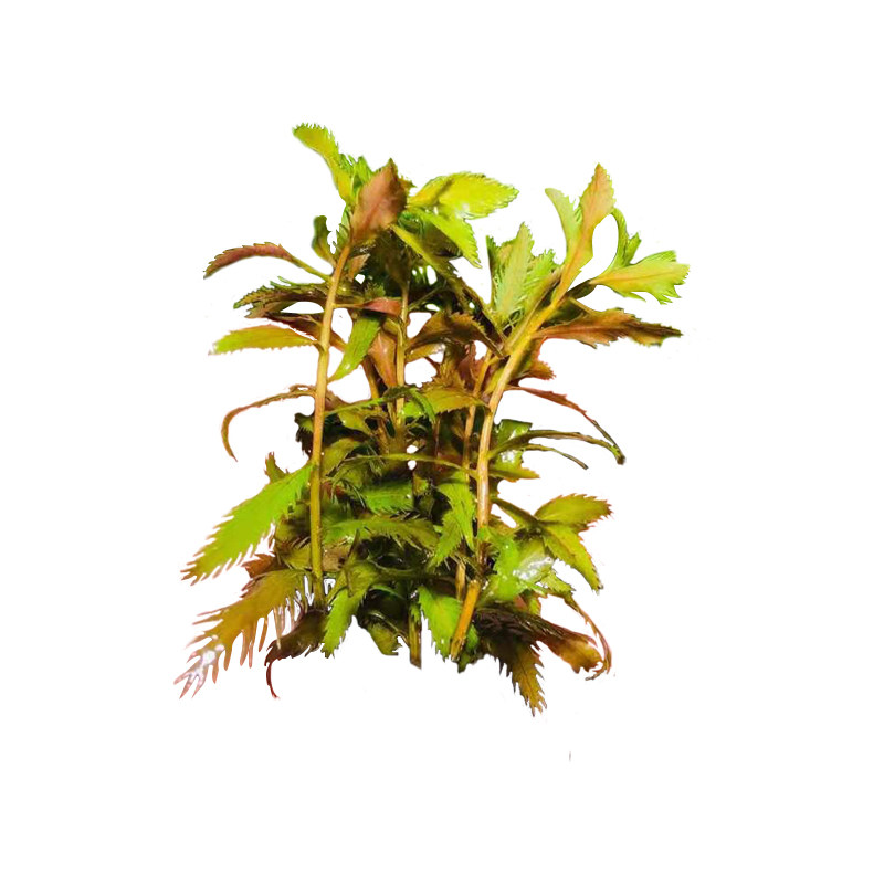 红雨伞水草鱼缸造景中后景草缸增氧搭配红色系活体淡水植物有茎类 小精灵水草屋 淘优券