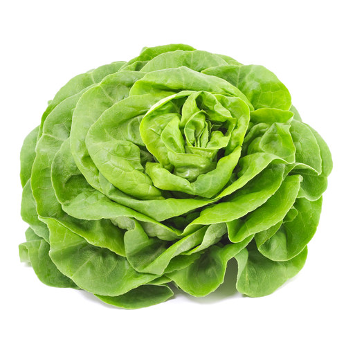 新鲜奶油生菜250-500g 波士顿生菜生吃沙拉蔬菜西餐色拉食材配菜 - 图3