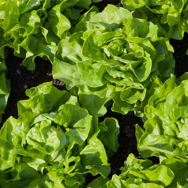 新鲜奶油生菜250g 西餐沙拉蔬菜健身轻食食材 满5件顺丰包邮,淘宝优惠券,粉丝福利购,淘宝优惠卷