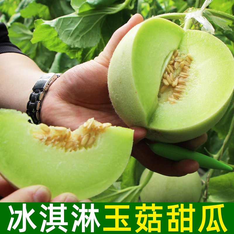 玉菇甜瓜冰淇淋香瓜蜜瓜脆瓜9斤新鲜水果当季哈密10整箱包邮 - 图2