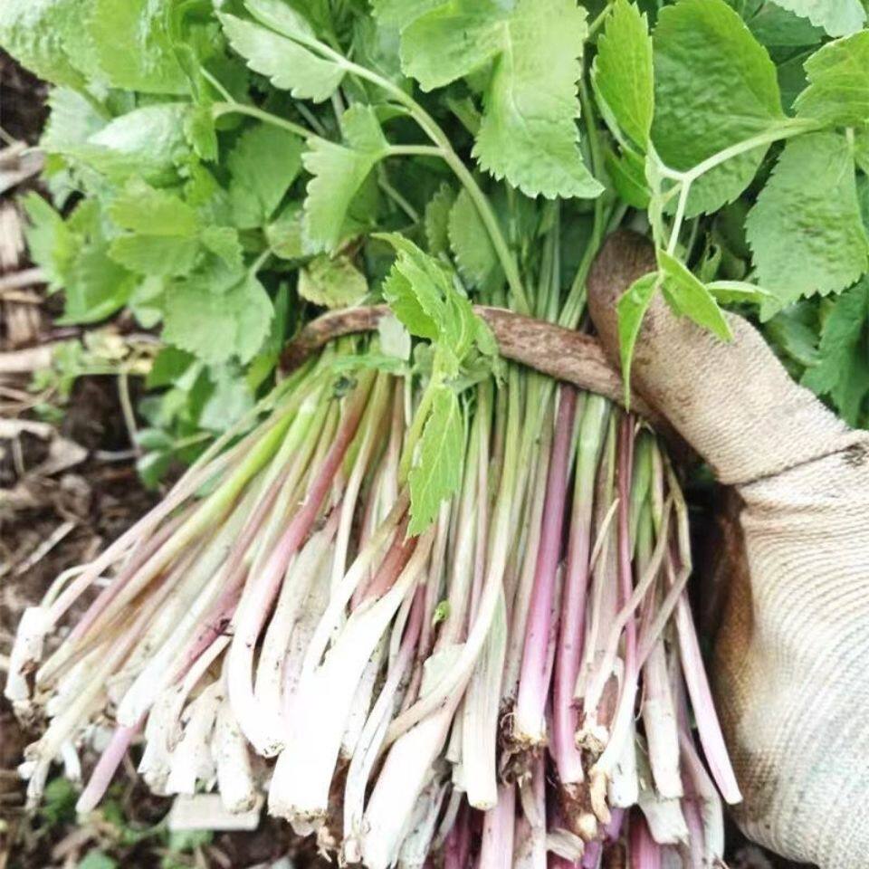 23年顺丰包邮新鲜东北新鲜现挖大叶芹野生山野菜大叶芹山野芹菜