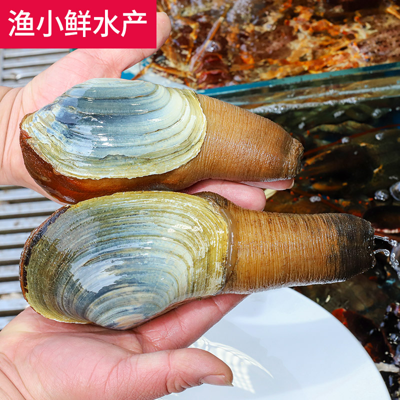 海鲜象拔蚌鲜活1斤左右象牙蚌海鲜即食象鼻蚌水产鲜活象鼻蚌刺身 - 图0